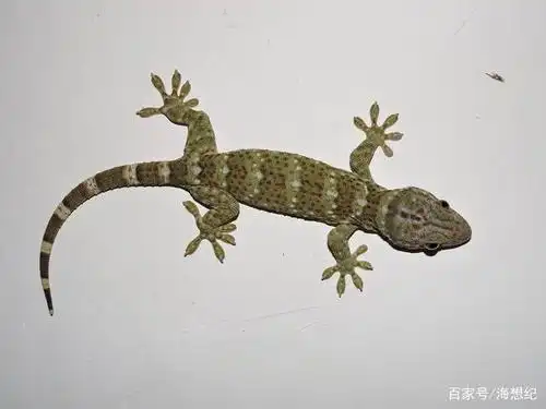 很酷的蜥蜴,这些关于壁虎的小知识你还不知道吗?