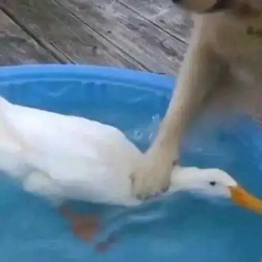 高清100组史上最沙雕情侣头像图片