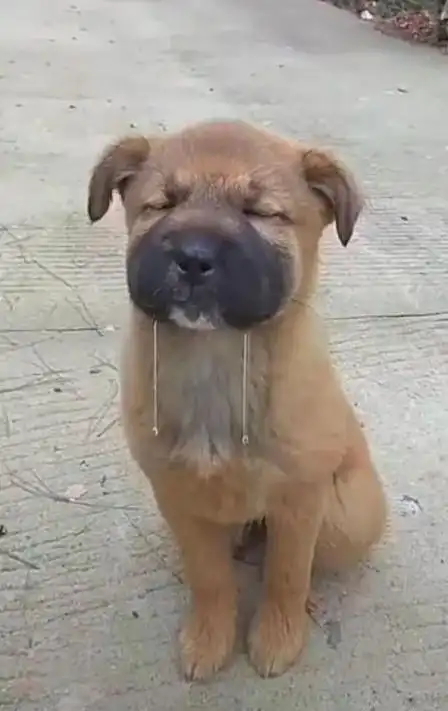 买烤鸭回家却惨遭流浪狗碰瓷,看狗狗垂涎三尺的表情让人捧腹