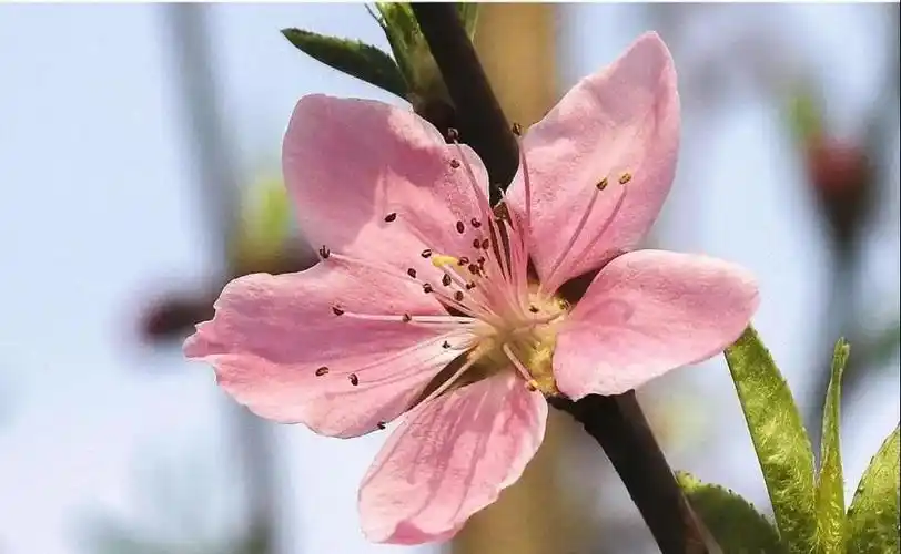 桃花有几片花瓣?它是什么颜色和形状的呢?