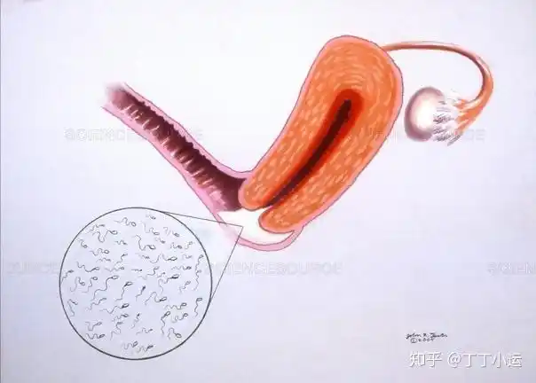 备孕期间性生活的时机频率与技巧