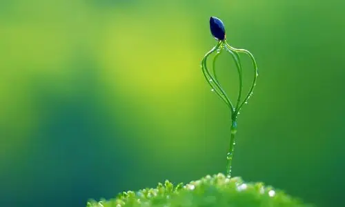 高清壁纸2013年最新高清绿色养眼壁纸33p