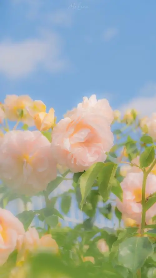 每日小清新壁纸##小清新壁纸##关于夏天的朋友圈文案