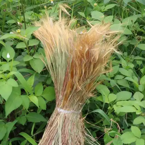 广西草药金丝草新货牛尾草250g猫毛草黄毛草中药材