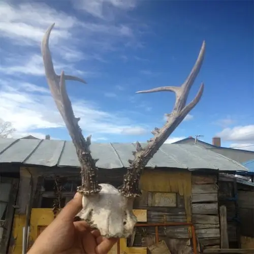 马鹿角原料 精选马鹿角 鹿角段料 鹿角工艺品 摆设 刀架原料