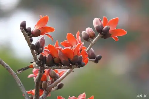 百鸟朝凤 英雄花开