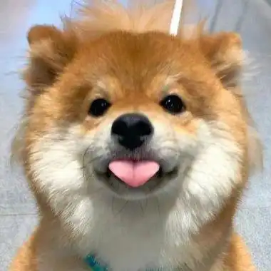 吃东西头像狗的头像黑色狗黑色的头像精选头像头像狗狗可爱戴墨镜墨镜