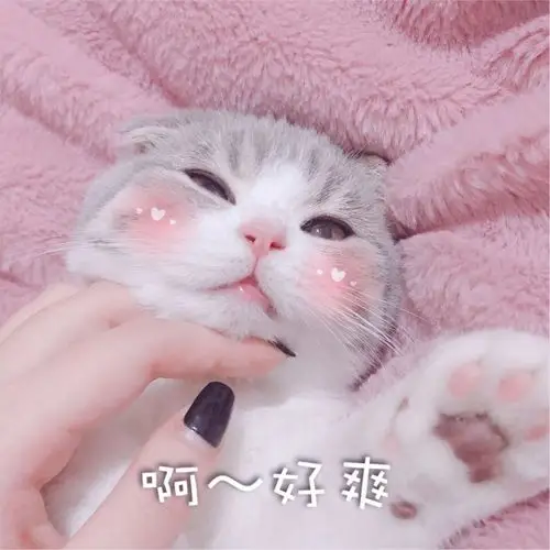 表情包可爱卖萌的小猫