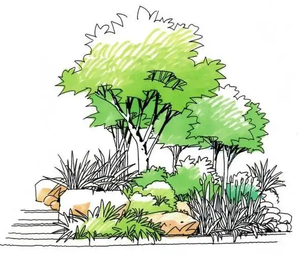 如何画好园林景观手绘园林植物着色表现河南郑州