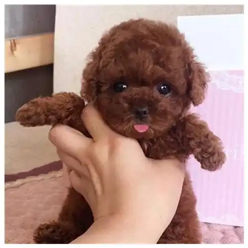 热销泰迪活体 幼崽