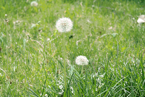 500_333gif 动态图 动图