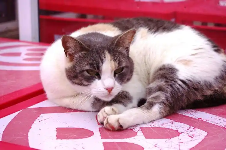 可爱的黑白萌猫,高清图片 - ipad壁纸