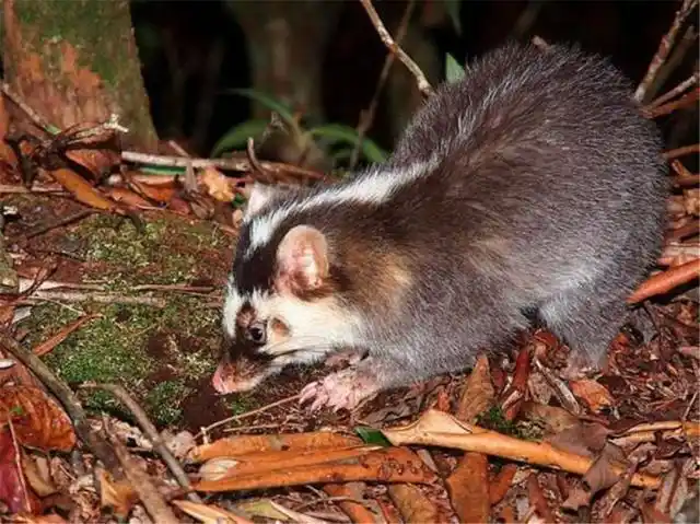 01脸上有白斑,还长着"猪鼻子", 常用鼻子拱土找吃的