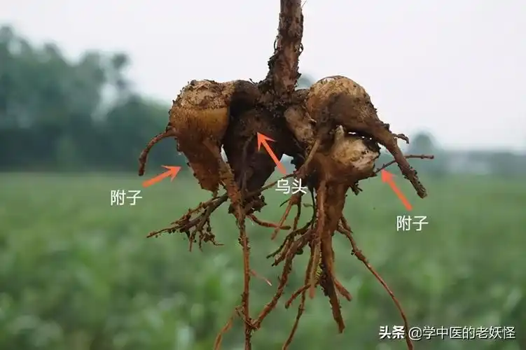 附子的功效与作用补火助阳散寒止痛