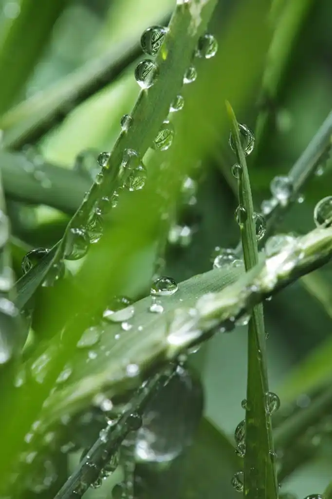 綠草地,綠草地,绿色,夏天,场景,植物,水,领域,草,草地,自然,牧场,滴