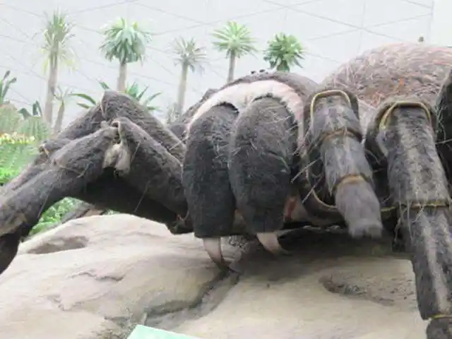 南极现巨型蜘蛛以蛇为食体型堪比海蟹这个国家拿来当宠物