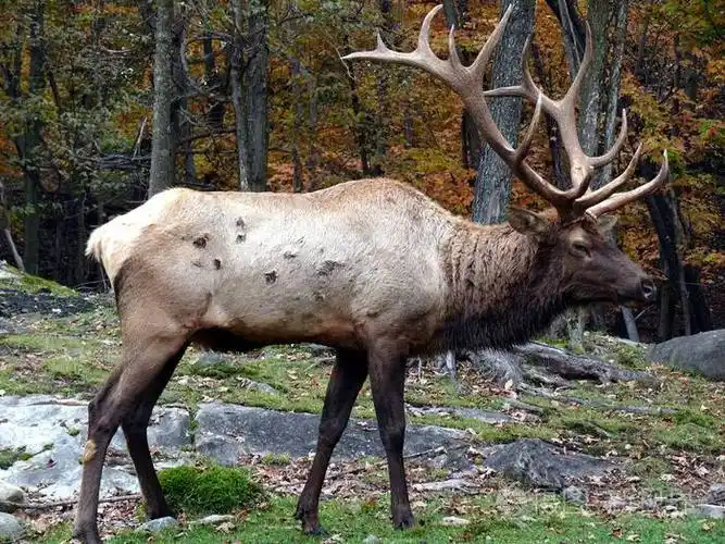 在魁北克的鹿.加拿大,北美地区