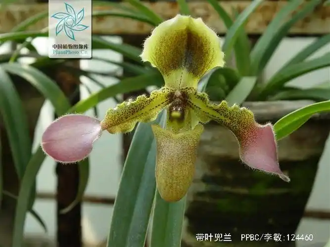 p>带叶兜兰(学名: i>paphiopedilum hirsutissimum /i> (lindl.