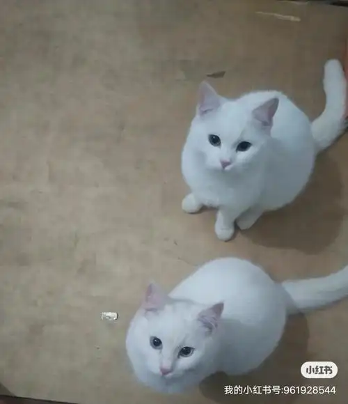 出售纯种白色英国短毛猫