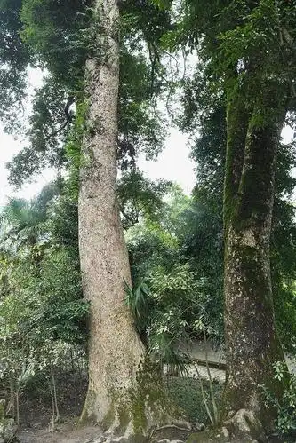 重庆酉阳有一个世界上最大的千年金丝楠木群,最大一棵胸径2.1米