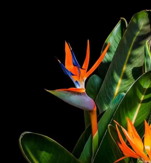 天堂鸟,这一独特的植物,以其挺拔的身姿,宽大的叶片和艳丽的花朵赢得