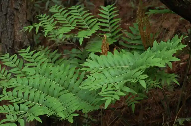 紫萁图片紫萁野菜图片