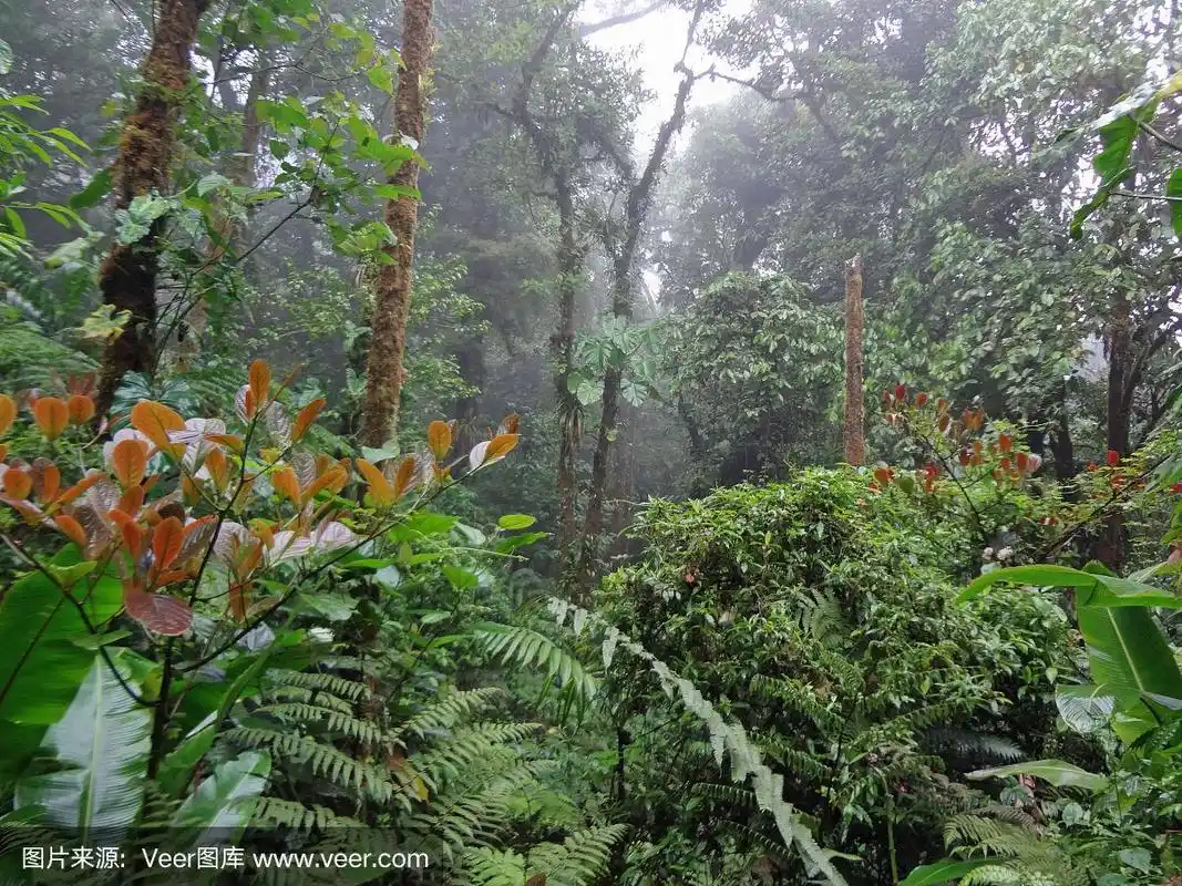 哥斯达黎加雨林