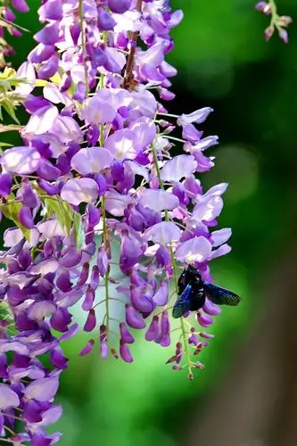 花花世界25--紫藤