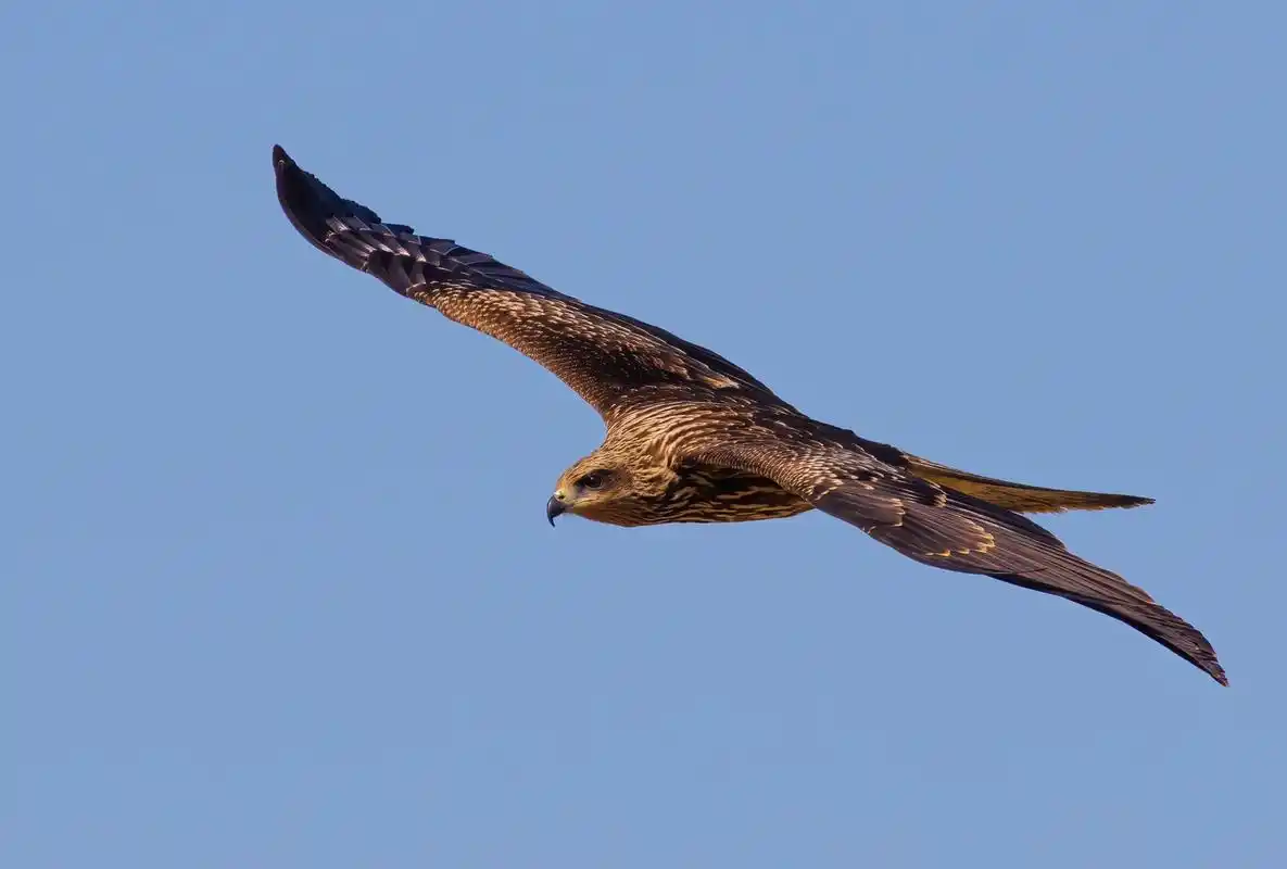 鹰飞蓝天.#野生鸟类摄影 #爱护大自然保护野生动物 #爱鸟护 - 抖音