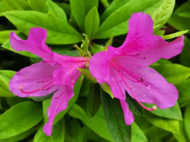 用华为手机拍最美春光#成双成对的杜鹃花韵