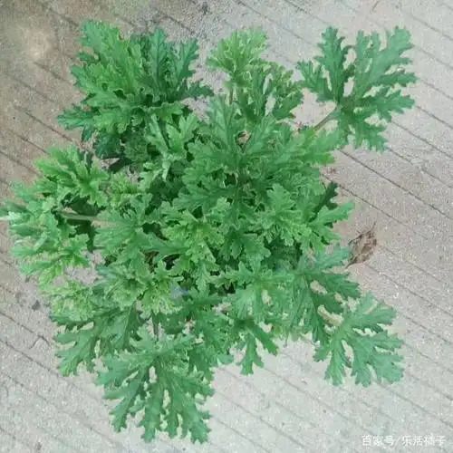 夏天驱蚊神器植物驱蚊草香叶天竺葵,种草一盆是否真的蚊子跑光光