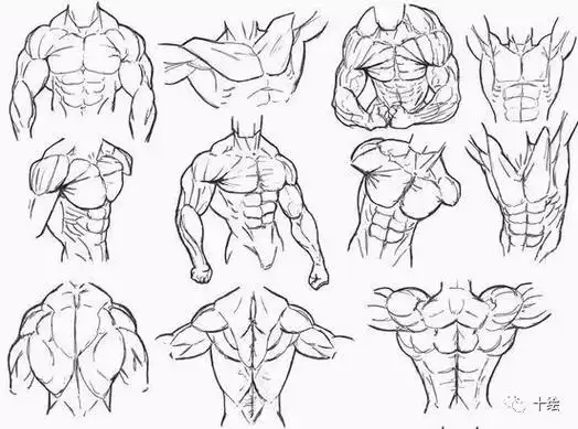 人体结构动态透视肌肉骨骼怎么画太全了