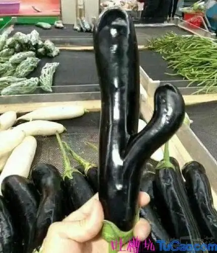 现在的茄子真是越长越不对劲儿了