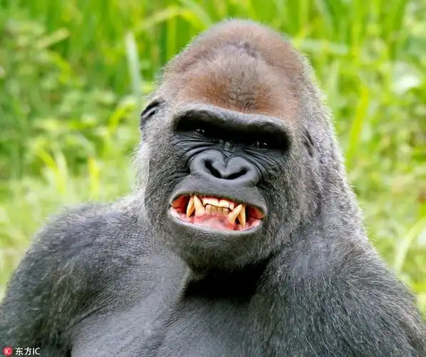 晒晒小动物们的魔性露齿照 大白牙闪瞎眼