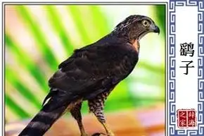 【鹞子】的意思和解释