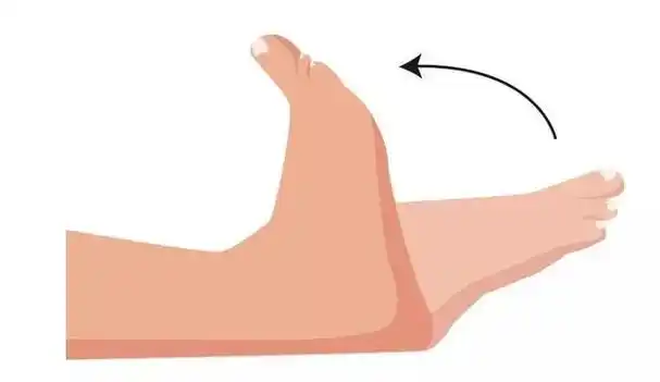 1,踝背屈 —— 上勾脚尖