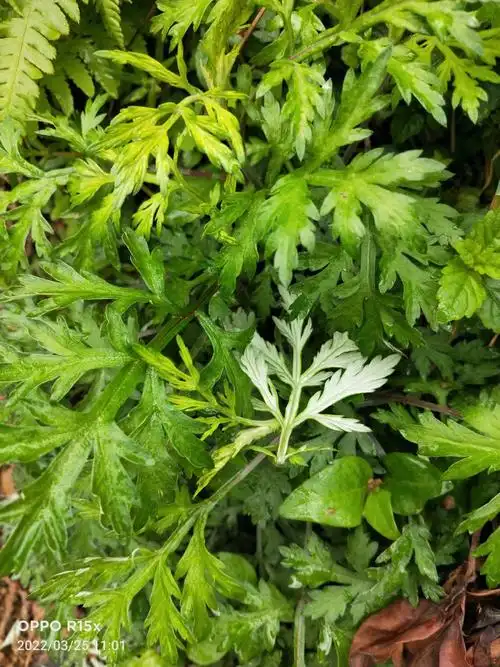 日常民间常用中草药