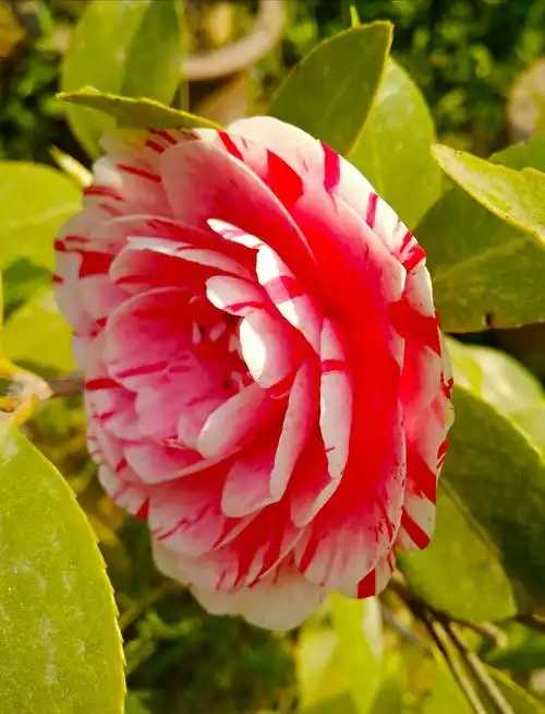 种很多,是中国传统的观赏花卉,在"十大名花"中排第八,亦是世界名贵