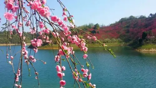 看了《三生三世十里桃花》有感