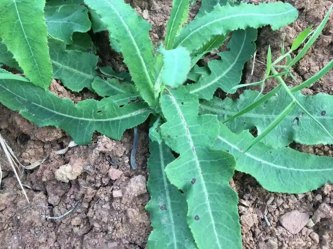 苣荬菜又叫荬菜,野苦菜,野苦荬,苦葛麻,苦荬菜等,是我们生活中常见的