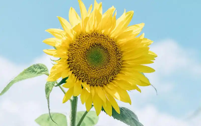 风景唯美高清桌面壁纸图片~~为你的桌面换上一张干净清新简约的壁纸吧