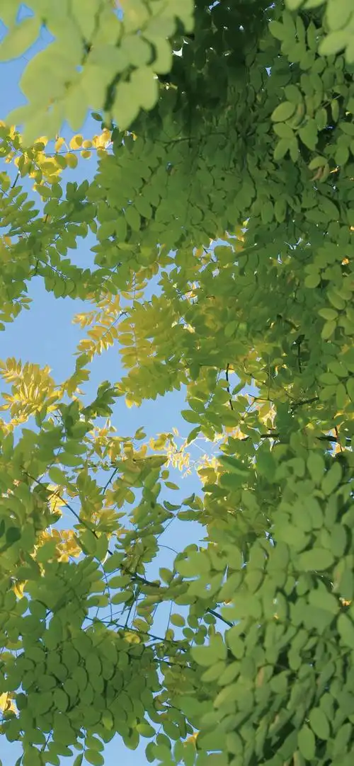 壁纸 花 桌面 700_1515 竖版 竖屏 手机