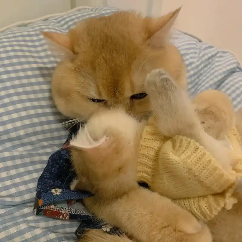 我和跟屁虫er的怀抱式抱抱中96.有你真好#猫咪头像 #猫咪 - 抖音