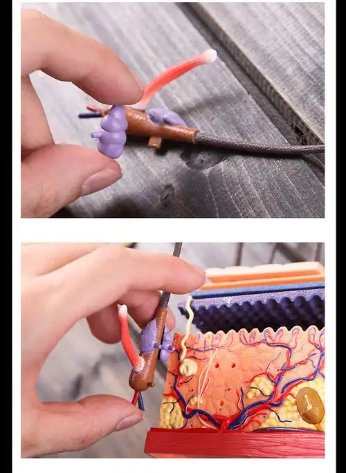 毛囊结构皮肤模型4dmaster人体皮肤模型毛囊结构组拼装模型美容医院