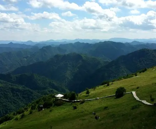 高山草甸,森林公园,山花剪辑