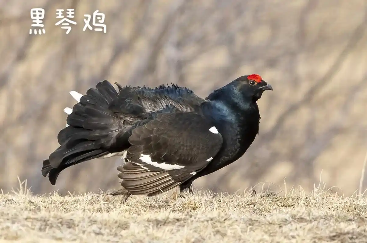 长白山野生鸟类之～         国家一级重点保护鸟类 摄 - 抖音