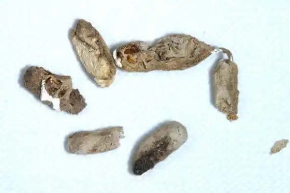 壁虎屎老鼠屎对比