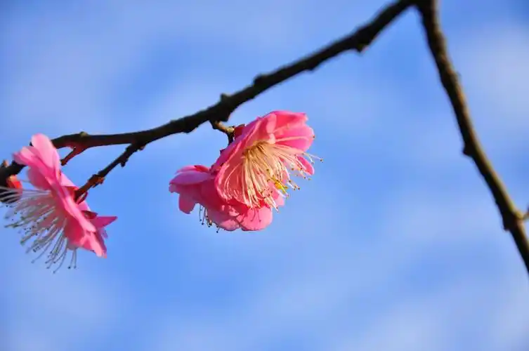 一首梅花曲,尽诉梅花韵