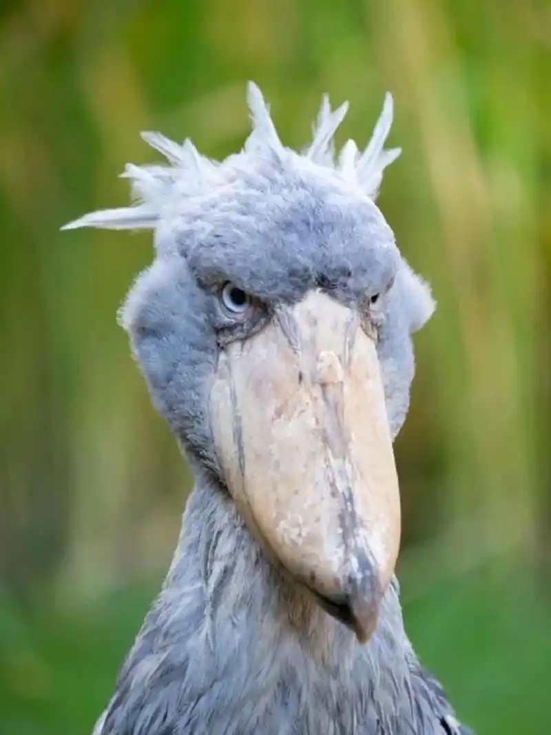 对,就是这只网红呆鸟 95鲸头鹳是鸟中二哈,有呆萌的外表,而且会对人