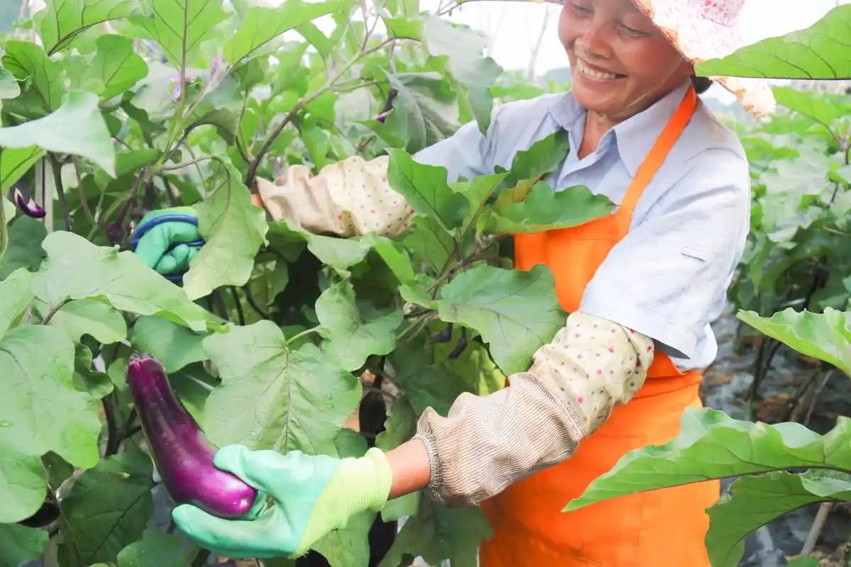 平塘:3950亩茄子进入成熟旺季 各地采摘装箱忙